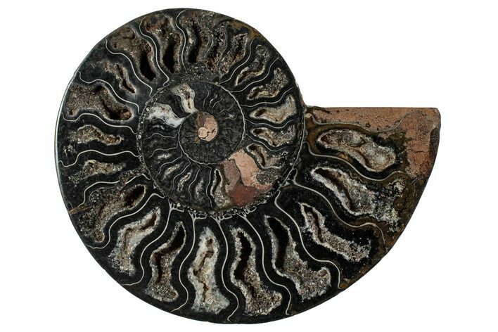 Cut & Polished Ammonite Fossil (Half) - Unusual Black Color #286650